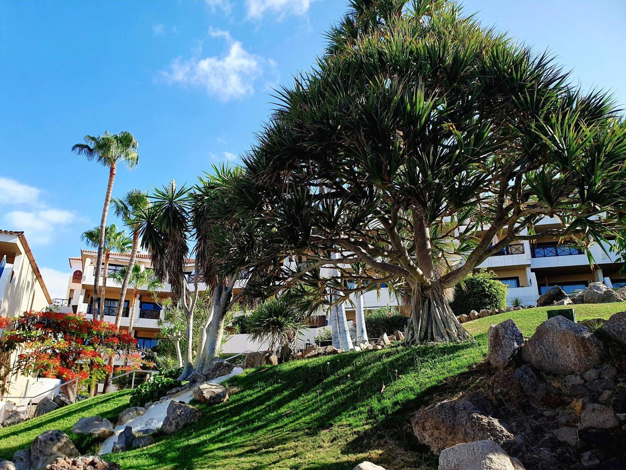 Spacious Apartment With Private Garden In Tenerife South San Miguel de Abona Exterior foto